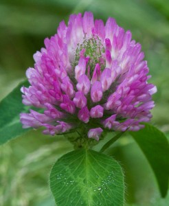 Red Clover Flower