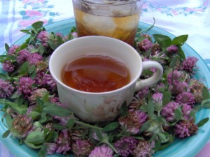 Red Clover Tea Photos