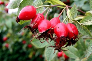 Rose Hip