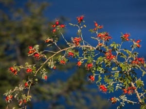 Rose Hip Plant