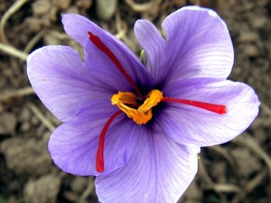 Saffron Flower