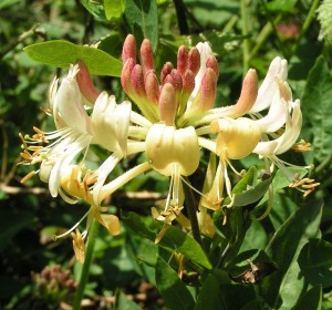 Honeysuckle Flower