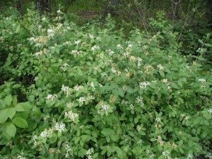 Honeysuckle Plant