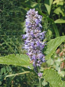 Hyssop Flower