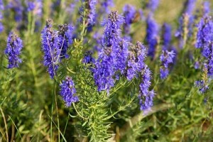 Hyssop Plant