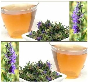 Hyssop Tea