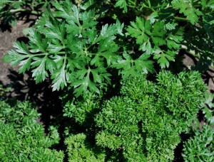 Parsley Plant