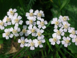 Yarrow Flowers