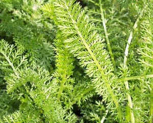 Yarrow Leaves