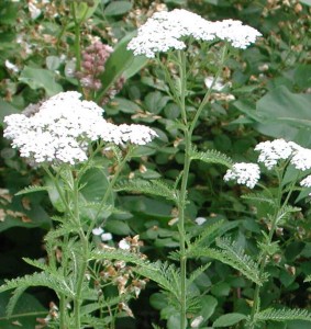 Yarrow Plant