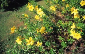 Damiana Plant