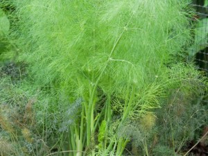 Fennel Plant