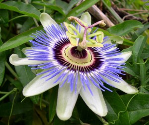 Passion Flower