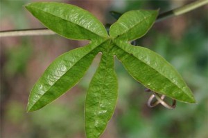 Passion Flower Leaves
