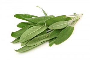 Sage Leaves