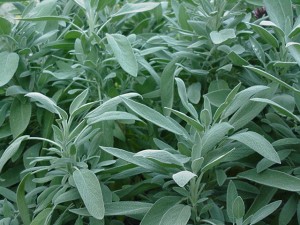 Sage Plant