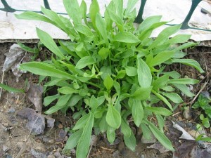 Sheep Sorrel Plant