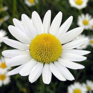 Chamomile Flower