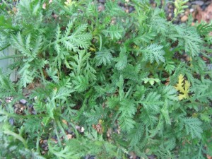 Chamomile Leaves