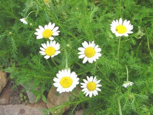 Chamomile Plant