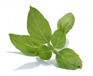 Tulsi Leaves