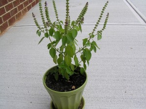 Tulsi Plant