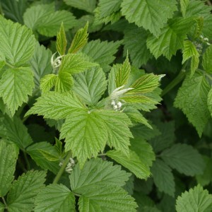 raspberry leaf red tea