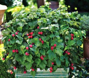 Red Raspberry Plant