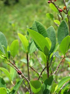 Coca Plant