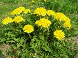 Dandelion Plant