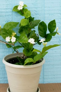 Jasmine Plant