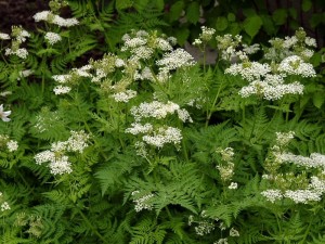 Anise Plant