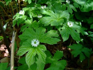 Goldenseal Plant