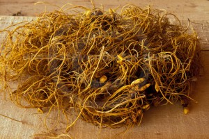 Goldenseal Root