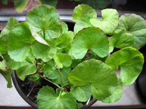 Gotu Kola