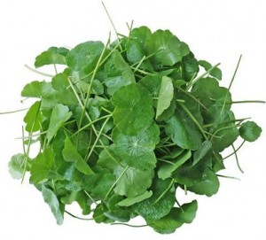 Gotu Kola Leaves