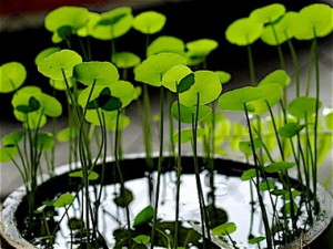 Gotu Kola Plant