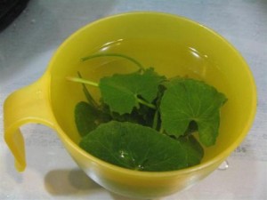 Gotu Kola Tea Images