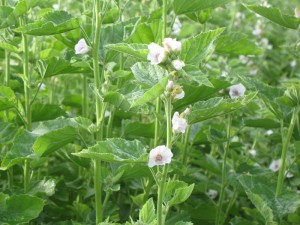 Marshmallow Plant