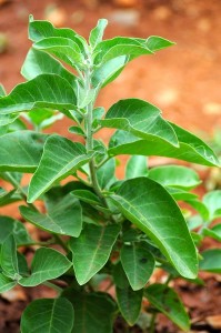 Ashwagandha Plant