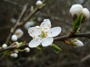 Hawthorn Flower