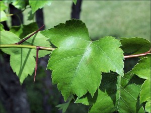 Hawthorn Leaves