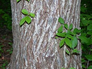 Slippery Elm Bark