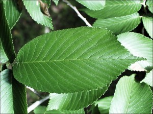 Slippery Elm Leaf