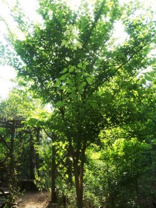Slippery Elm Tree