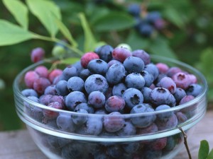 Bilberry Fruit