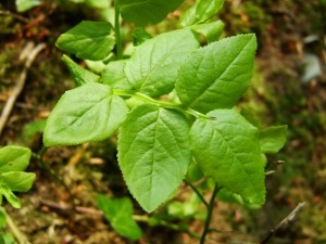 Bilberry Leaf