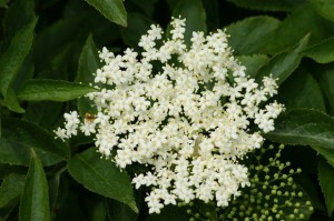 Elderflower