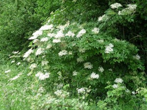 Elderflower Plant