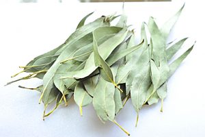 Eucalyptus Leaf